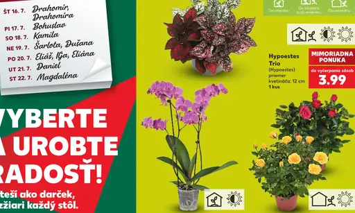 Hypoestes Trio