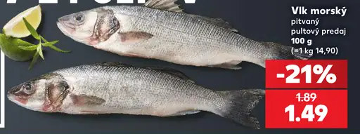 Vilk morský pitvaný