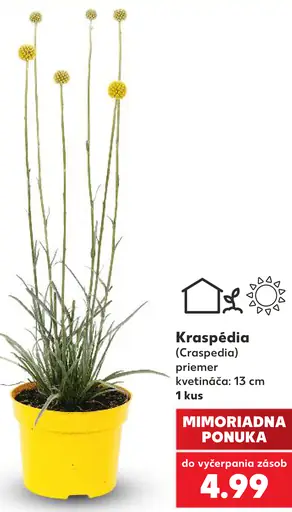 Kraspédia (Craspedia)