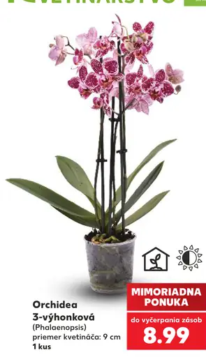 Orchidea 3-výhonková (Phalaenopsis)