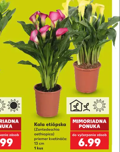 Kala etiópska (Zantedeschia aethiopica)