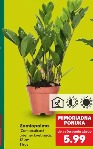 Zamiopálma (Zamioculcas)