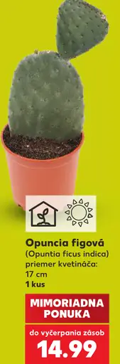 Opuncia figová (Opuntia ficus indica)