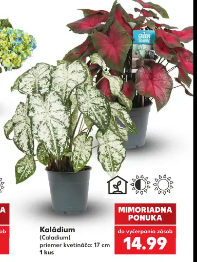 Kaládium (Caladium)