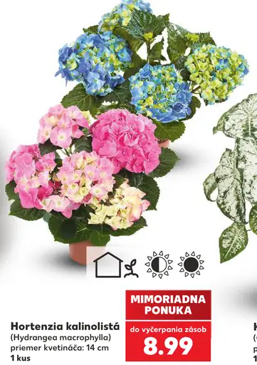 Hortenzia kalinolistá Hydrangea macrophylla