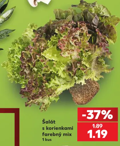 Šalát s korienkami farebný mix