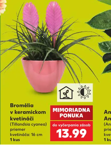 Bromélia v keramickom kvetináči (Tillandsia cyanea)