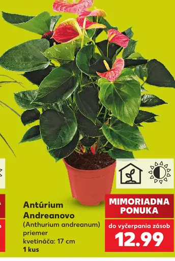 Antúrium Andreanovo v kvetináči (Anthurium andreanum)