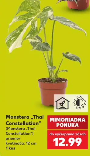 Monstera „Thai Constellation“ (Monstera „Thai Constellation“), izbová rastlina