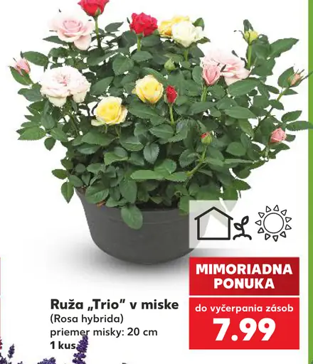 Ruža „Trio“ v miske (Rosa hybrida), priemer misky 20 cm