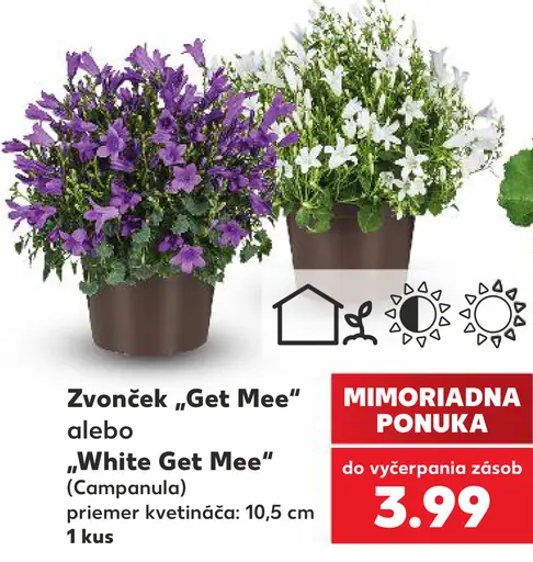 Zvonček „Get Mee“ alebo „White Get Mee“ (Campanula), priemer kvetináča 10,5 cm
