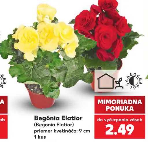 Begónia Elatior (Begonia Elatior), priemer kvetináča 9 cm