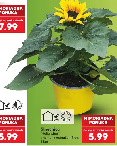 Slnečnica (Helianthus), priemer kvetináča 17 cm