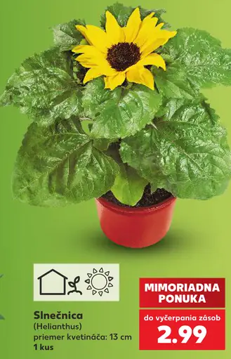 Slnečnica (Helianthus), priemer kvetináča 13 cm