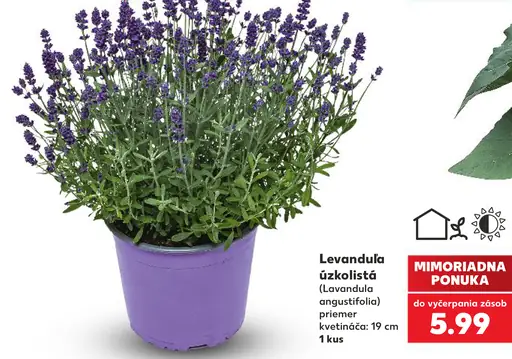 Levanduľa úzkolistá (Lavandula angustifolia), priemer kvetináča 10,5 cm