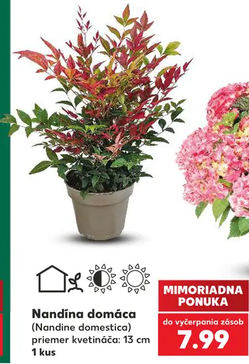 Nandina domáca