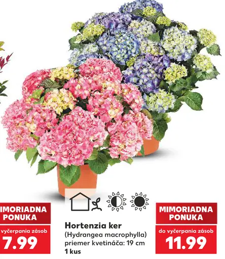 Hortenzia ker