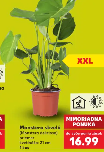 Monstera skvelá (Monstera deliciosa), priemer kvetináča 21 cm