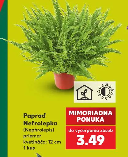 Papraď nefrolepka (Nephrolepis), priemer kvetináča 12 cm