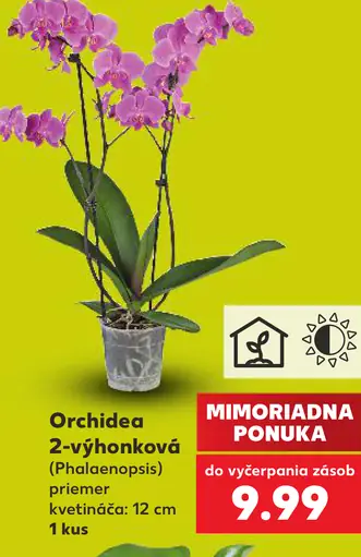 Orchidea 1-výhonková (Phalaenopsis) priemer kvetináča 12 cm