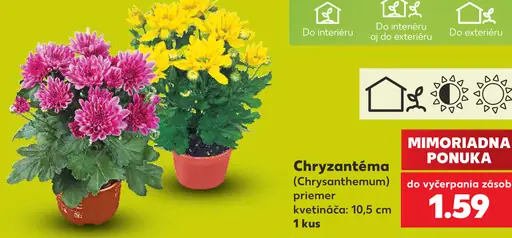 Chryzantéma (Chrysanthemum), priemer kvetináča 10,5 cm
