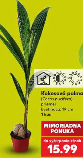 Kokosová palma (Cocos nucifera), priemer kvetináča 19 cm