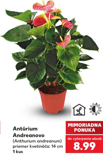 Antúrium Andreanovo (Anthurium andreanum)