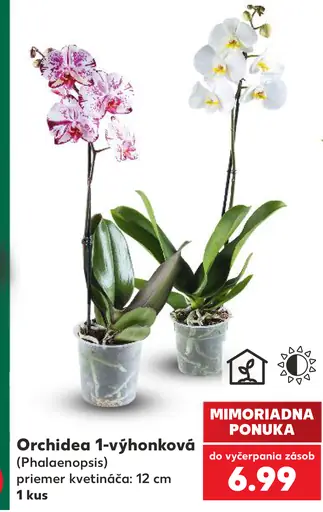 Orchidea 1-výhonková (Phalaenopsis)
