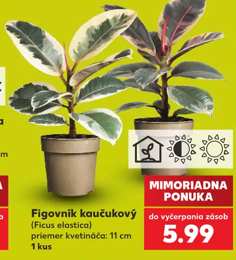 Figovník kaučukový