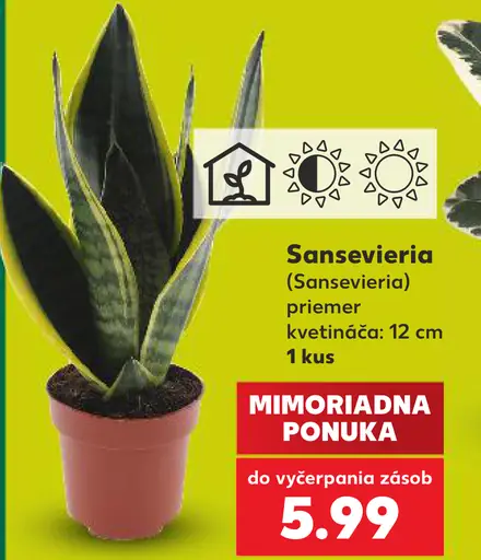 Sansevieria