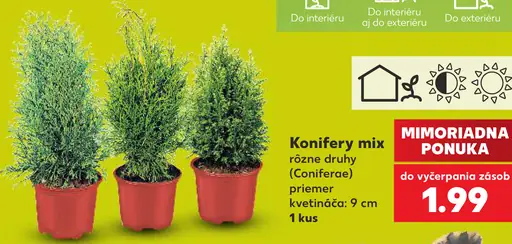 Konifery mix, rôzne druhy