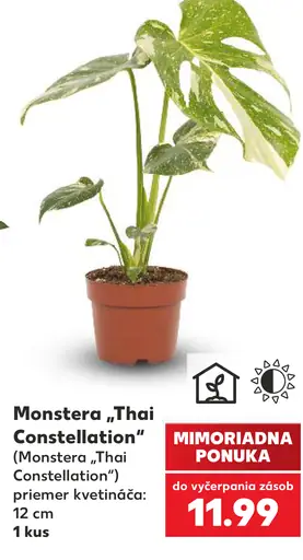 Monstera 'Thai Constellation'