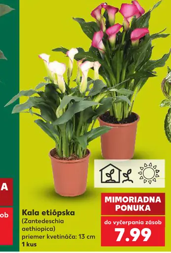Kala etiópska (Zantedeschia aethiopica), priemer kvetináča 13 cm
