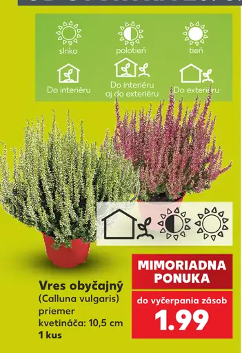 Vres obyčajný (Calluna vulgaris), priemer kvetináča 10,5 cm