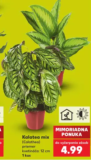 Kalatea mix (Calathea), priemer kvetináča 12 cm