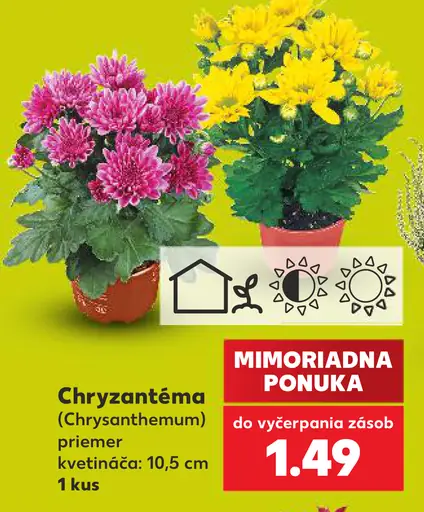 Chryzantéma (Chrysanthemum), priemer kvetináča 10,5 cm