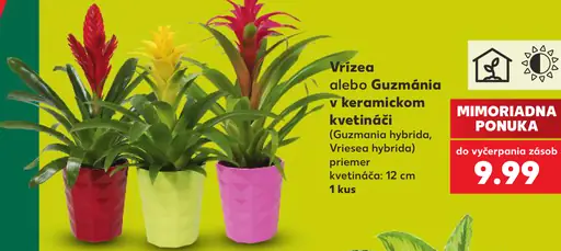 Vriezea alebo Guzmánia v keramickom kvetináči (Guzmania hybrida, Vriesea hybrida), priemer kvetináča 12 cm