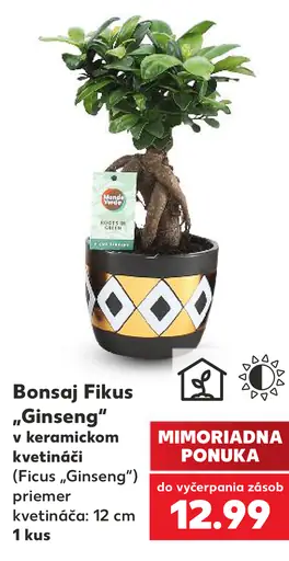 Bonsaj Fikus Ginseng v keramickom kvetináči