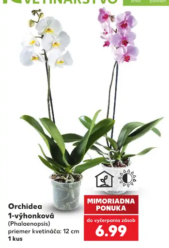 Orchidea 1-výhonková (Phalaenopsis)