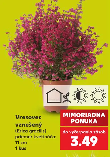 Vresovec vznešený (Erica gracilis)