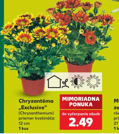 Chryzantéma „Exclusive“ (Chrysanthemum)