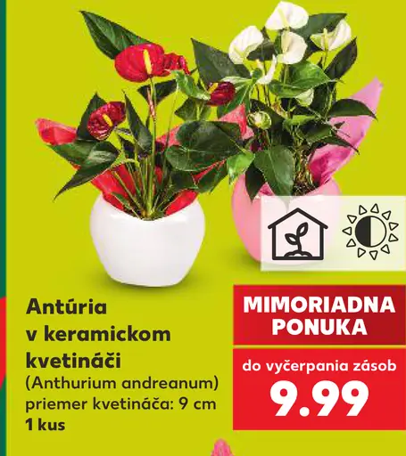 Antúria v keramickom kvetináči (Anthurium andraeanum)
