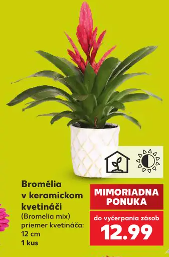 Bromélia v keramickom kvetináči