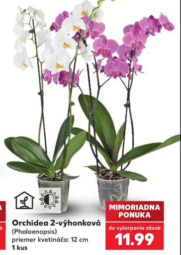 Orchidea phalaenopsis 2-výhonková