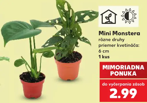 Mini Monstera, rôzne druhy