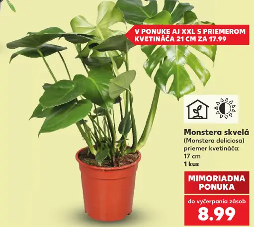 Monstera skvelá (Monstera deliciosa)