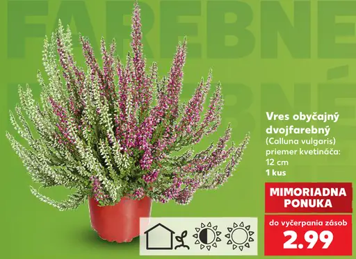 Vres obyčajný dvojfarebný (Calluna vulgaris)