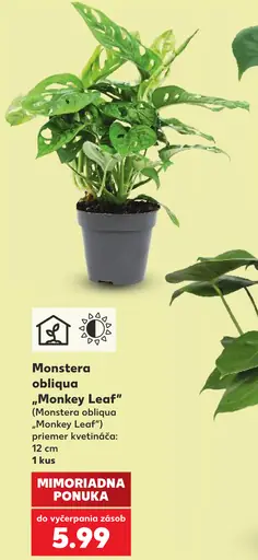 Monstera obliqua „Monkey Leaf“ izbová rastlina