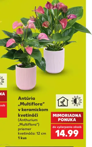 Antúria „Multiflora“ v keramickom kvetináči