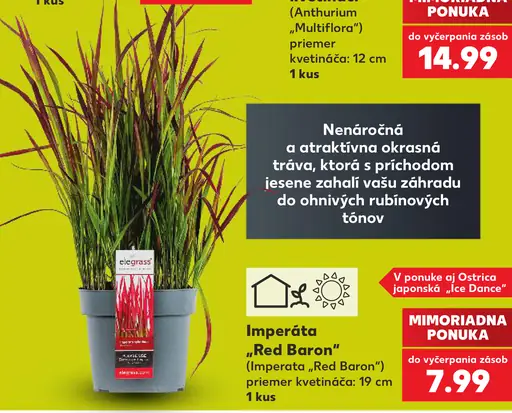 Imperáta „Red Baron“